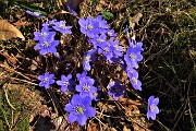 60 Erba trinita (Hepatica nobilis)